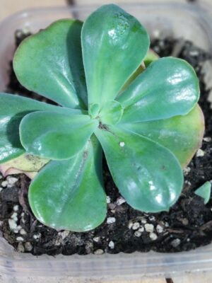 Echeveria Baron Bold