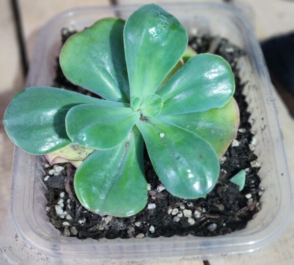 20250827_175524 Echeveria Baron Bold