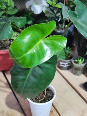 Philodendron "Burle Marx"