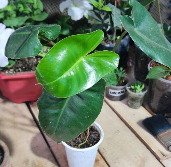 20250827_175612 Philodendron "Burle Marx"
