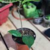 Flor de cera