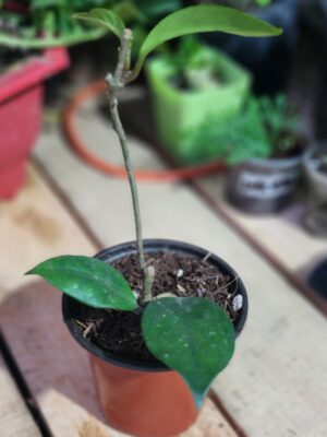 Flor de cera