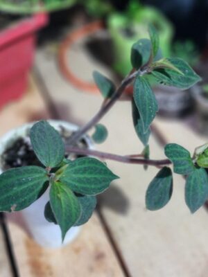 Peperomia tetragona