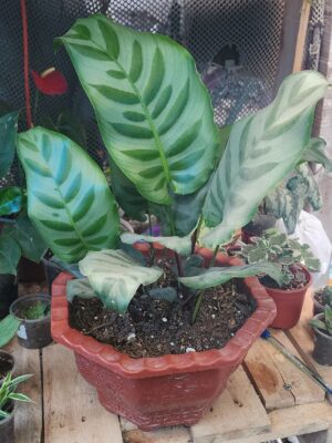 Calathea leopardina