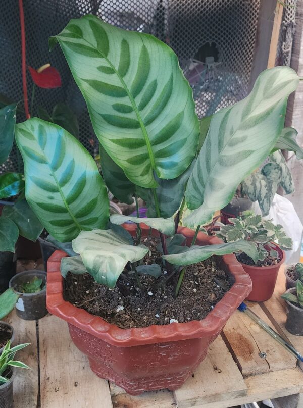 2025/10/1000609903.jpg Calathea leopardina