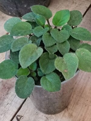 Violeta Africana