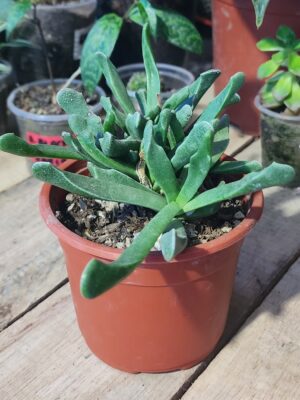 2025/10/1000636517.jpg Diente de tigre